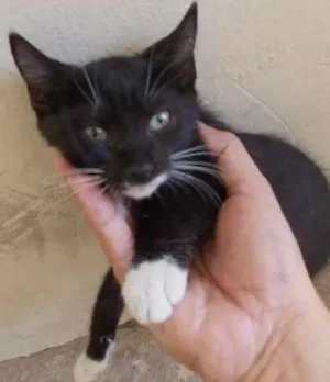 Gato raça vira-lata idade 2 a 6 meses nome Bonitinha