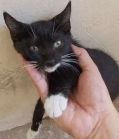 Gato ra a vira-lata idade 2 a 6 meses nome Bonitinha