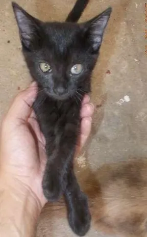 Gato raça vira-lata idade 7 a 11 meses nome Pretinha