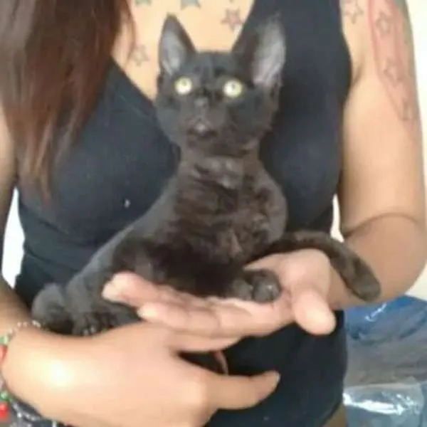 Gato ra a sem raça definida idade Abaixo de 2 meses nome Elvis