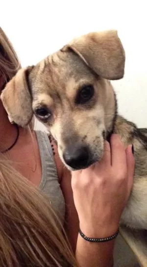 Cachorro raça  idade  nome Leo