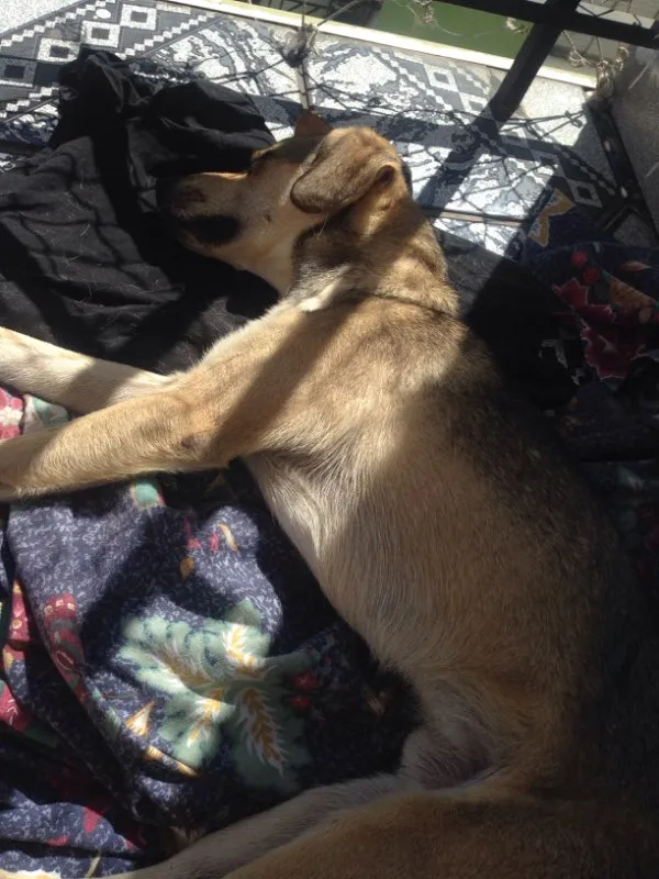 Cachorro raça  idade  nome Leo