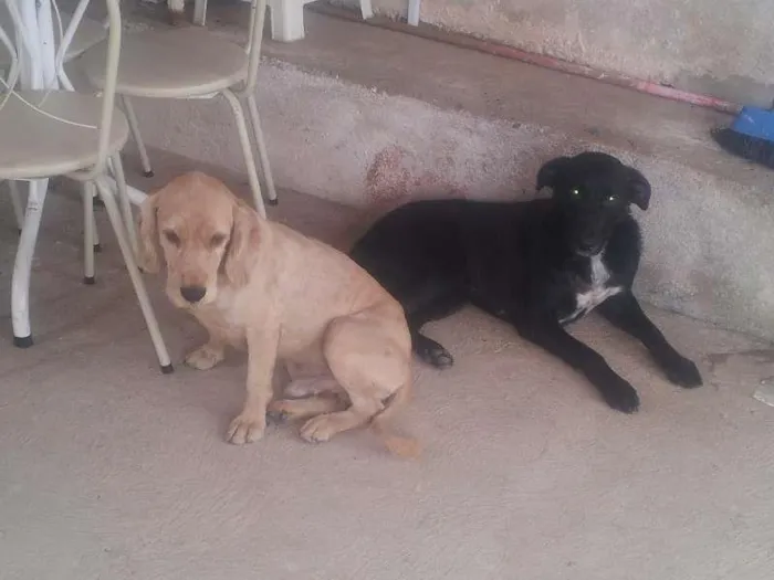 Cachorro ra a Lavradora misturada, cockeer com poodle.  idade 2 anos nome puma, beethoven.