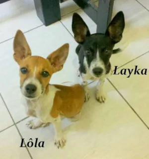 Cachorro raça raciada com viralata. idade 2 a 6 meses nome Lôla, Latoya, Layka