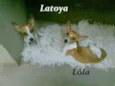 Lôla, Latoya, Layka