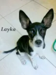 Lôla, Latoya, Layka