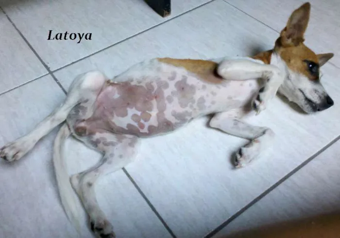 Cachorro ra a raciada com viralata. idade 2 a 6 meses nome Lôla, Latoya, Layka