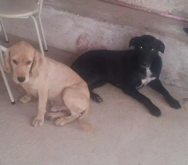 Cachorro ra a Lavradora misturada, cockeer com poodle.  idade 2 anos nome puma, beethoven.