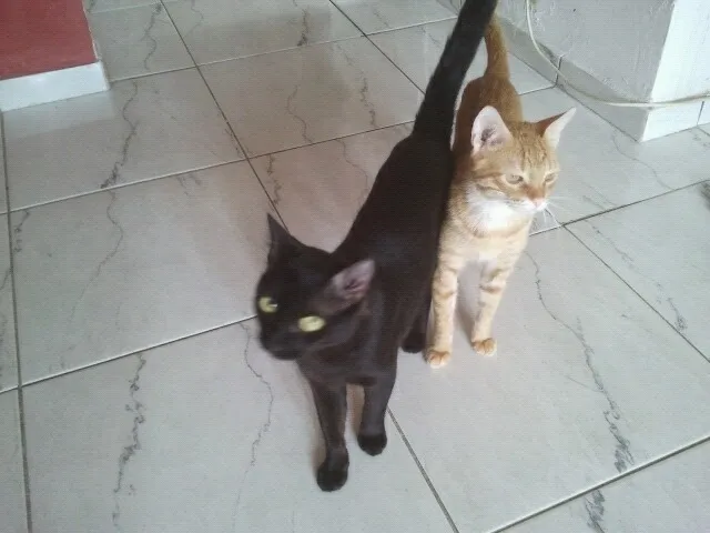 Gato raça  idade  nome Maycon e Pretinho