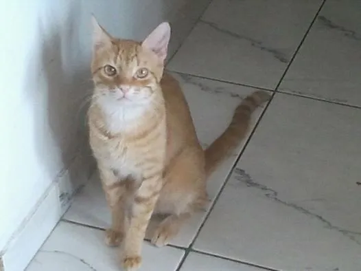 Gato raça  idade  nome Maycon e Pretinho