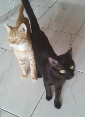 Gato raça  idade  nome Maycon e Pretinho