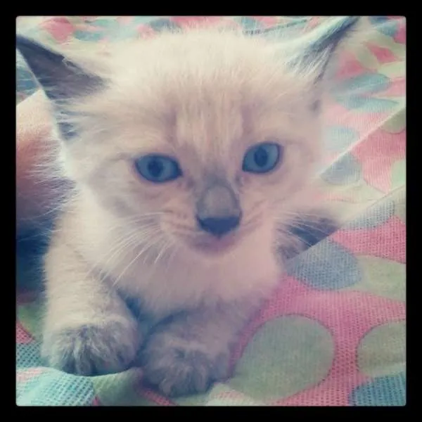 Gato raça SRD idade 3 anos nome Marie