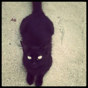 Gato raça SRD idade 3 anos nome Marie