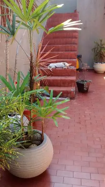 Cachorro ra a indefinida idade 7 a 11 meses nome Pitoca