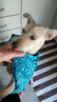 Pitoca