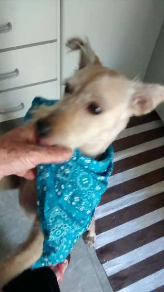 Cachorro ra a indefinida idade 7 a 11 meses nome Pitoca
