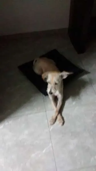 Cachorro ra a indefinida idade 7 a 11 meses nome Pitoca