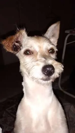 Cachorro raça indefinida idade 7 a 11 meses nome Pitoca