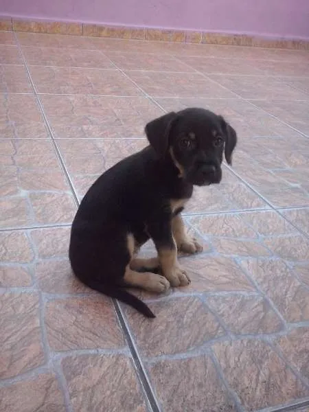 Cachorro ra a não tem idade Abaixo de 2 meses nome não tem
