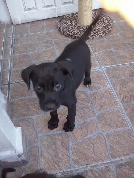 Cachorro ra a não tem idade Abaixo de 2 meses nome não tem