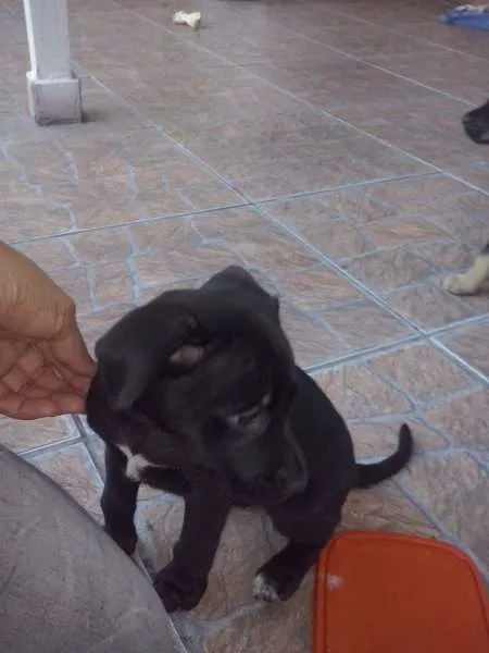 Cachorro ra a não tem idade Abaixo de 2 meses nome não tem
