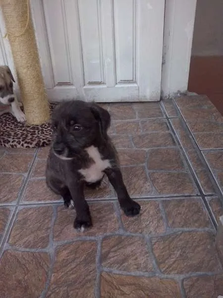 Cachorro ra a não tem idade Abaixo de 2 meses nome nao tem