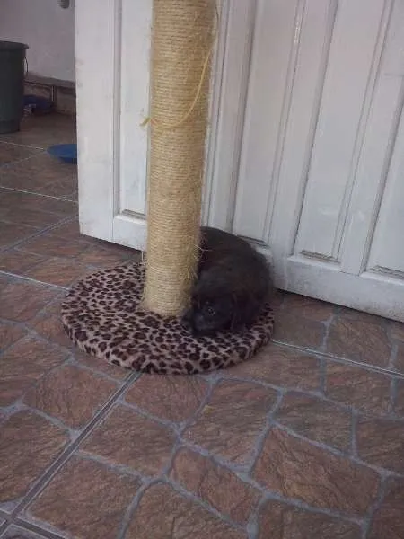 Cachorro ra a não tem idade Abaixo de 2 meses nome nao tem