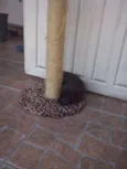 nao tem
