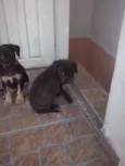 nao tem
