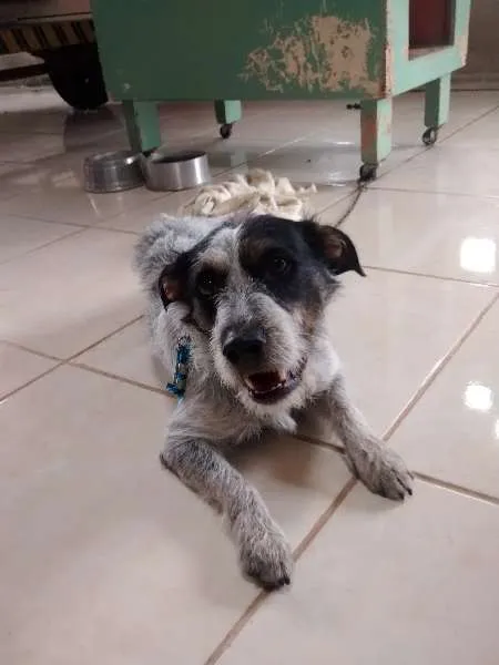 Cachorro raça Vira-lata com pitubull idade 7 a 11 meses nome Roque