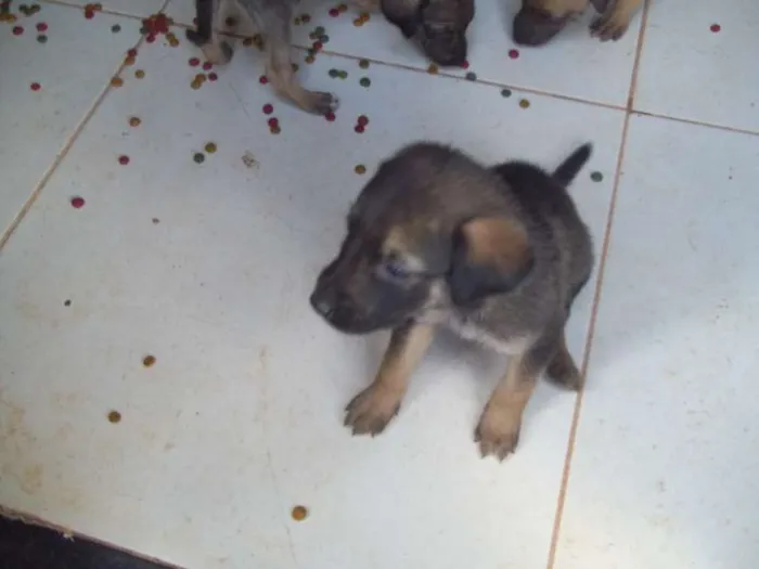 Cachorro ra a SRD idade Abaixo de 2 meses nome ?