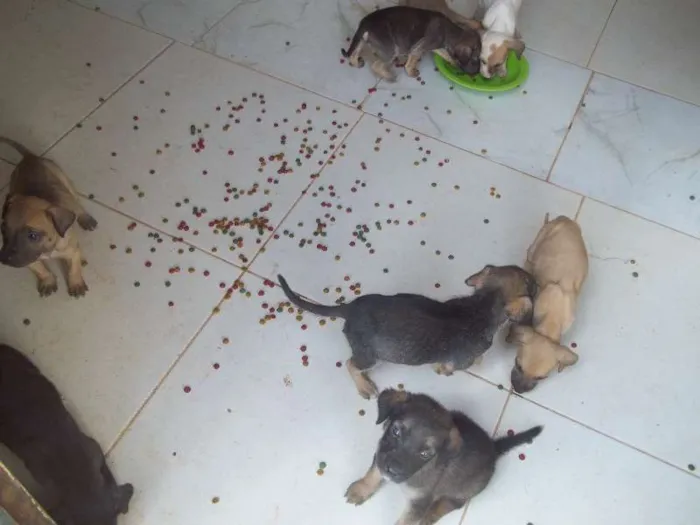 Cachorro ra a SRD idade Abaixo de 2 meses nome ?