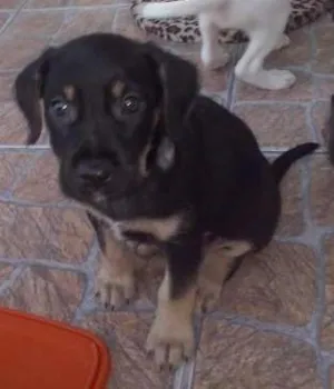 Cachorro raça não tem idade Abaixo de 2 meses nome não tem