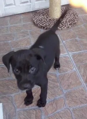 Cachorro raça não tem idade Abaixo de 2 meses nome não tem