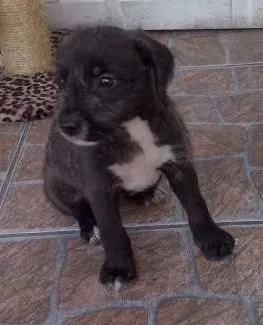 Cachorro raça não tem idade Abaixo de 2 meses nome nao tem