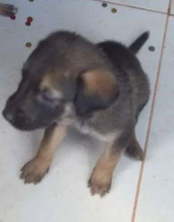 Cachorro ra a SRD idade Abaixo de 2 meses nome ?