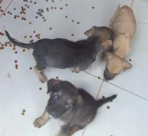 Cachorro raça SRD idade Abaixo de 2 meses nome ?