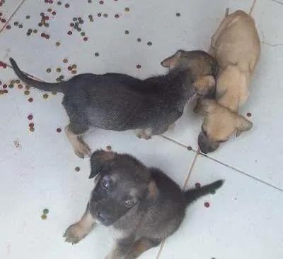 Cachorro ra a SRD idade Abaixo de 2 meses nome ?