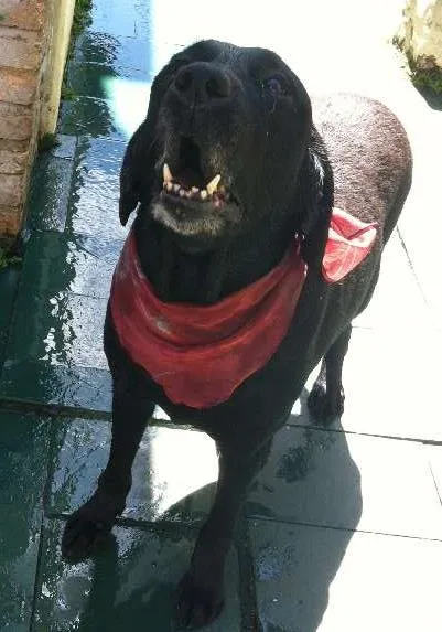 Cachorro raça Labrador idade 6 ou mais anos nome Teka