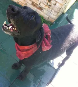 Cachorro raça Labrador idade 6 ou mais anos nome Teka