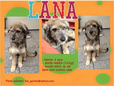 Cachorro ra a SRD idade 1 ano nome Lana