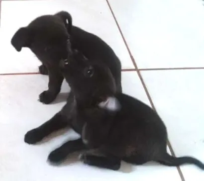 Cachorro raça vira lata idade Abaixo de 2 meses nome cão 