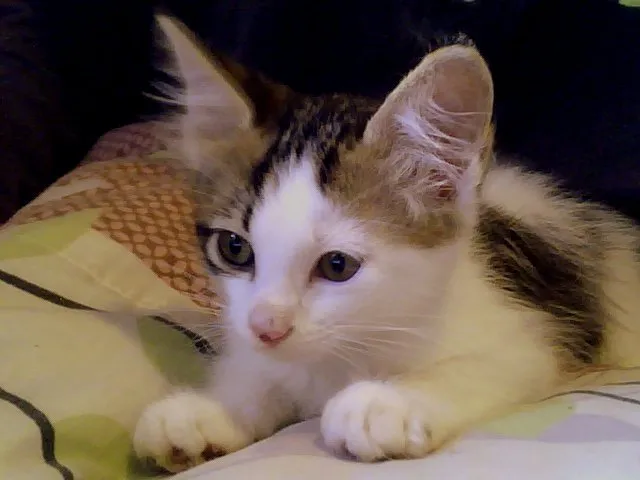 Gato ra a não sei idade 2 a 6 meses nome não tem