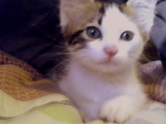 Gato ra a não sei idade 2 a 6 meses nome não tem