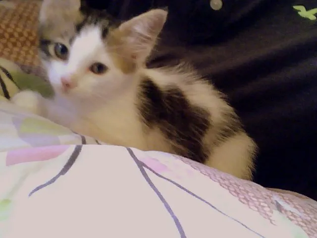 Gato ra a não sei idade 2 a 6 meses nome não tem