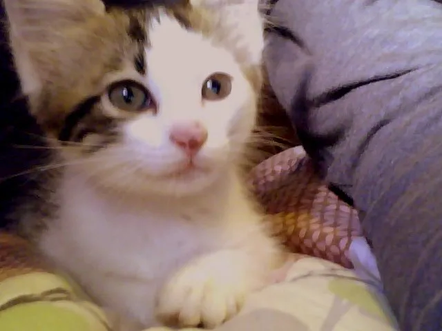 Gato ra a não sei idade 2 a 6 meses nome não tem