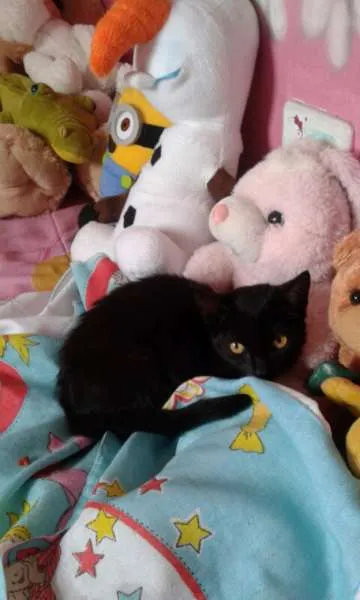 Gato ra a indefinido idade 2 a 6 meses nome Marie