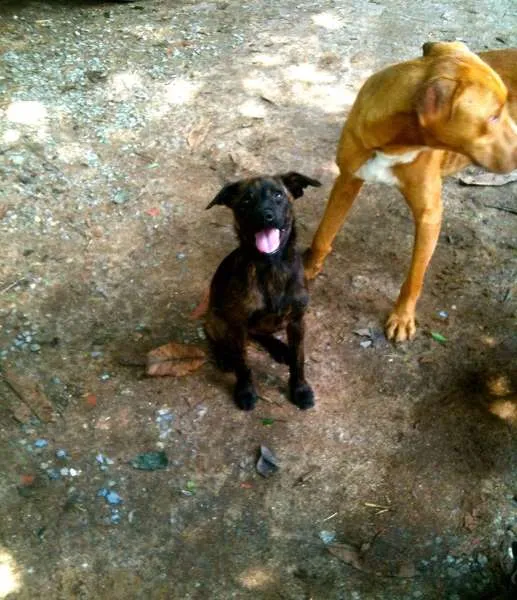 Cachorro ra a SRD idade 2 a 6 meses nome Teka