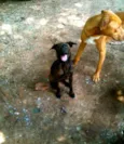 Teka