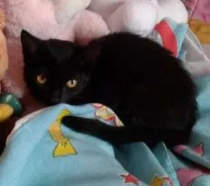 Gato ra a indefinido idade 2 a 6 meses nome Marie